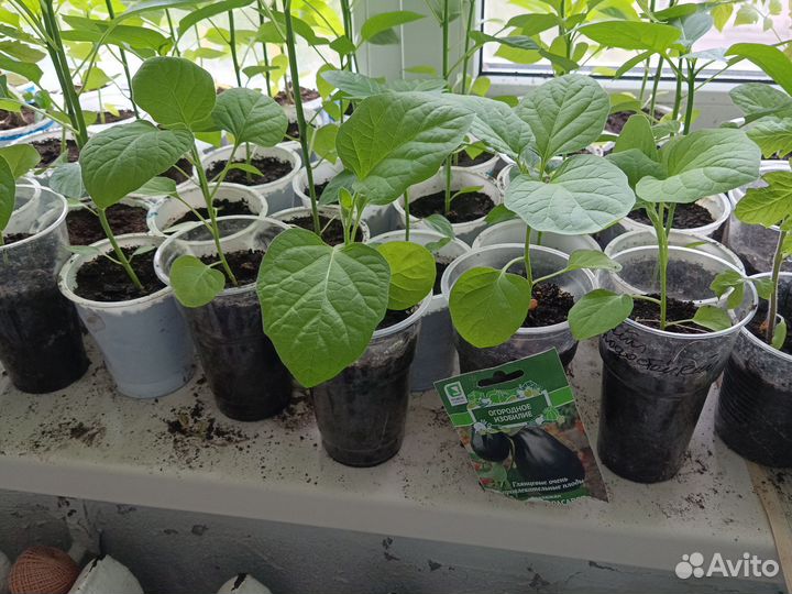 Рассада капусты, перцев, помидор, баклажанов