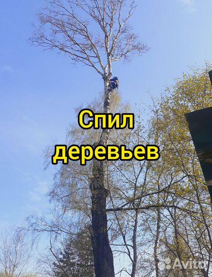 Спил аварийных деревьев