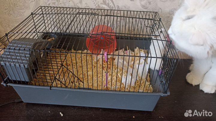 Джунгарский хомяк