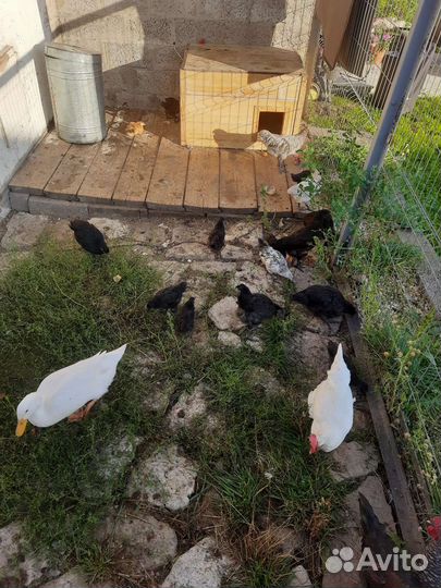 Молодые петухи