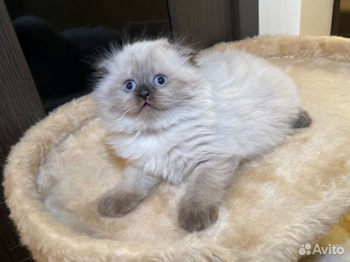 Скоттиш фолд Шотландские котята