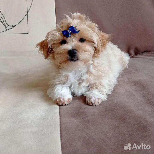 Щенки мальтипу f1