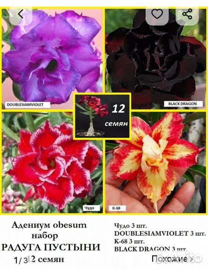 Адениум семена