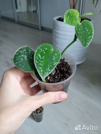 Сциндапсус пиктус аргиреус