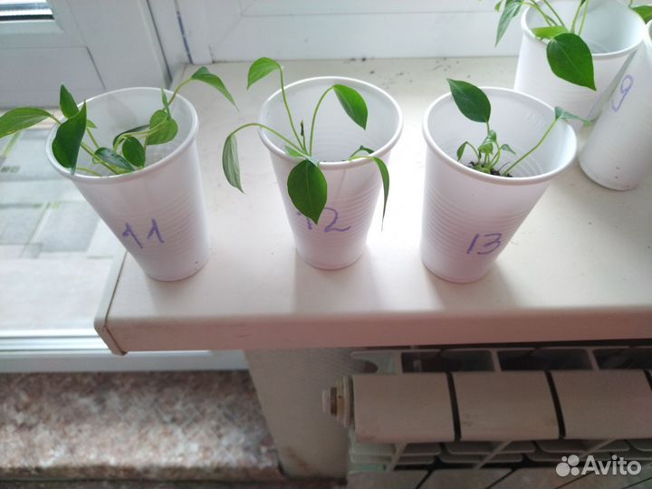 Антуриум Красный