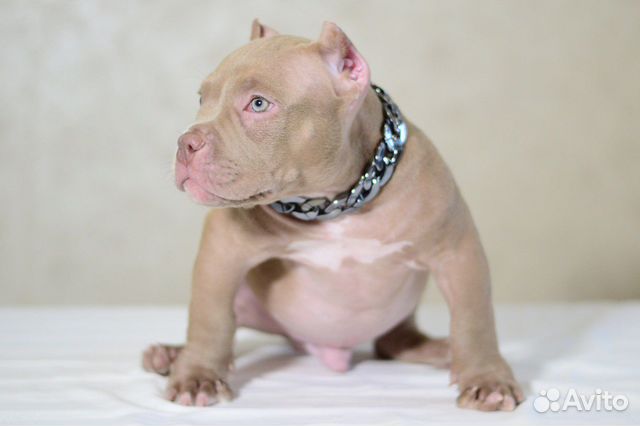 Американский булли экзот