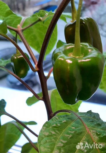 Перцы супер острые