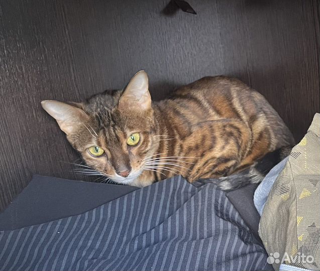 Бенгальская кошка