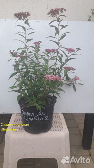 Саженцы Спиреи
