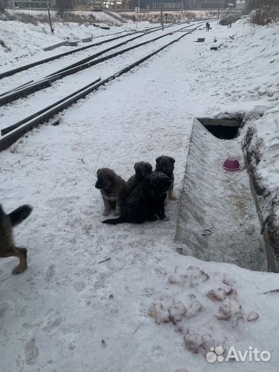 4 пушистых комочка