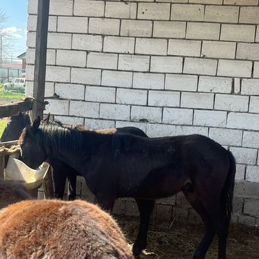 Жеребчик обмен