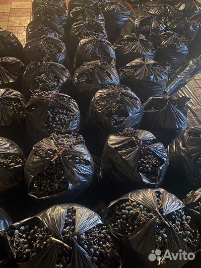 Виноград Молдова