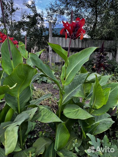 Цветы канны