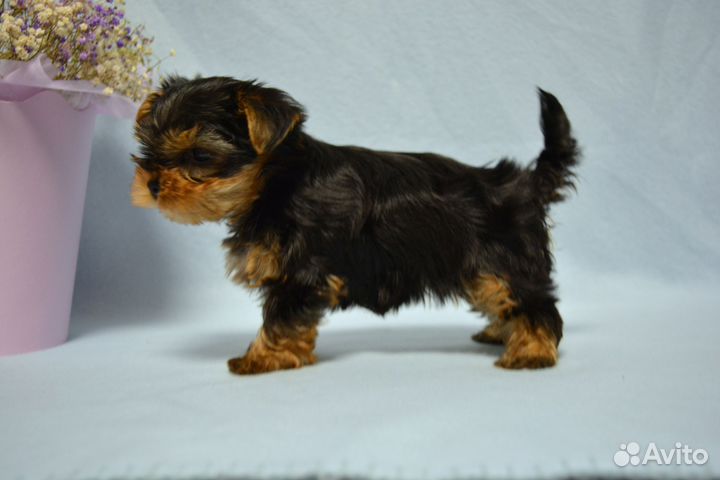 Йоркширский терьер