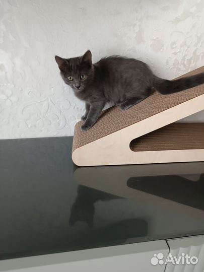 Котенок русской голубой девочка серая