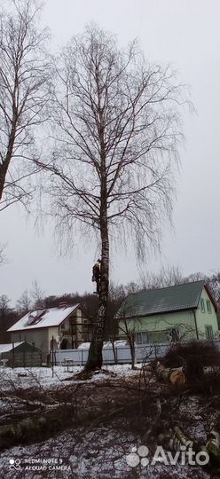 Спил и обрезка деревьев