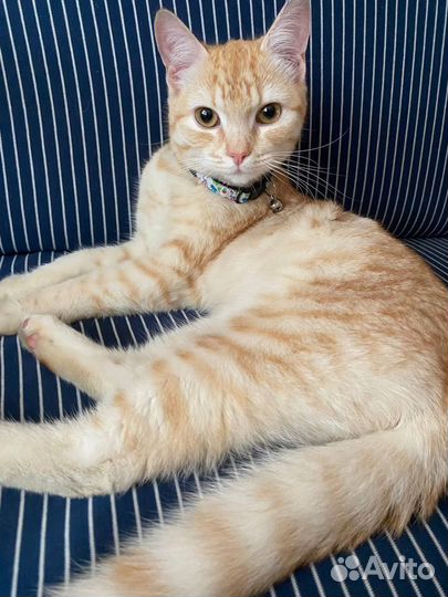 Кошечка, брошенная на улице