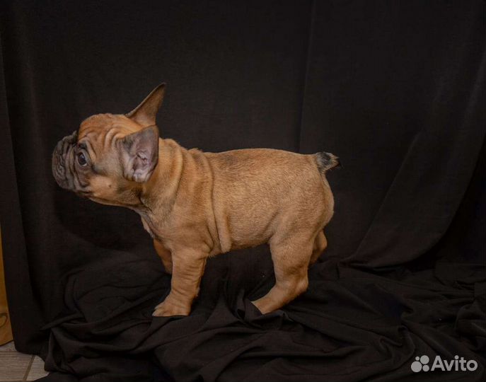 Французский бульдог мальчик РКФ