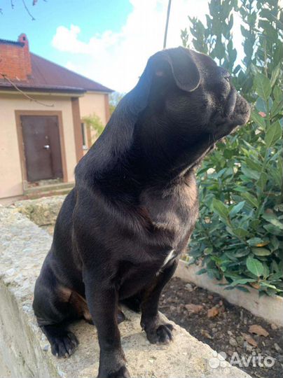 Мопс вязка мальчик