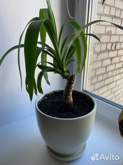 Пальма юкка