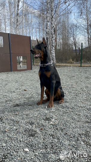 Доберман вязка