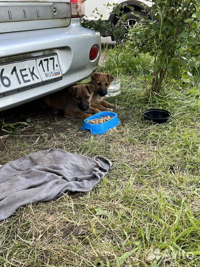 Щенки бесплатно
