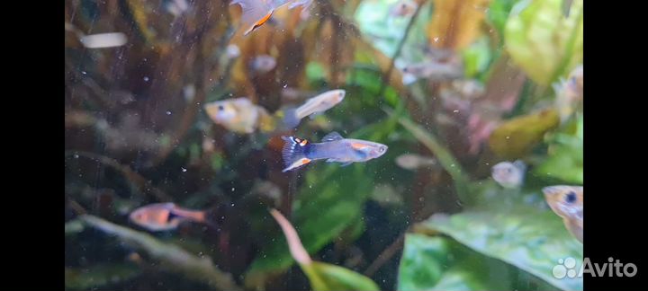 Аквариумные рыбки Гуппи