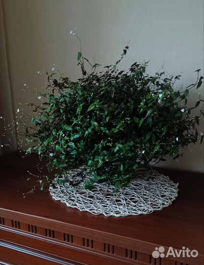 Традесканция