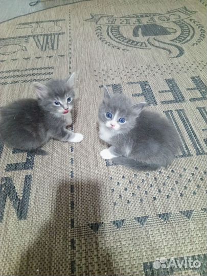 Котята бесплатно