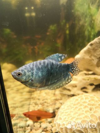 Мраморные гурами пара