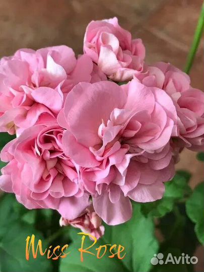 Комнатные пеларгонии