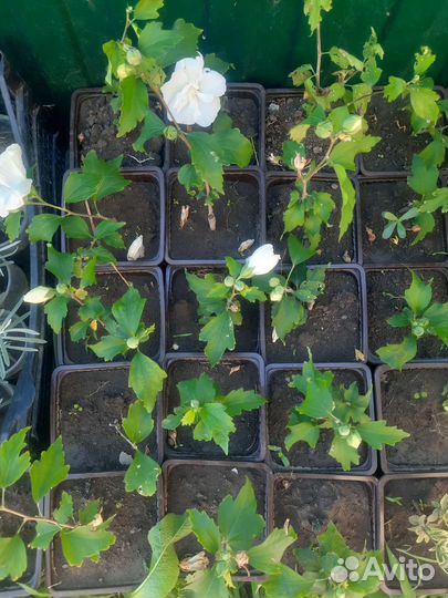 Гибискус сирийский белый махровый