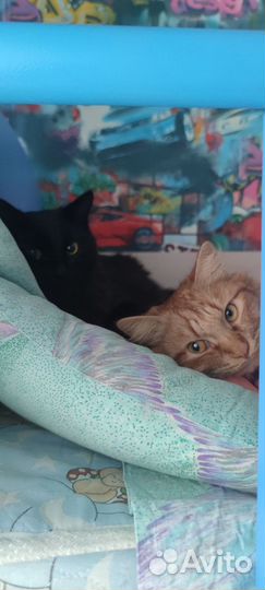 Коты в добрые руки