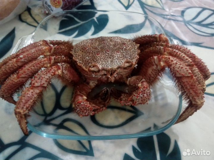 Краб Волосатик