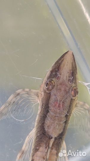 Номерные L-сомы: Стурисомы, Ототиропсис