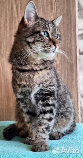 Кот Тихон из приюта