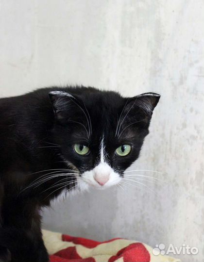 Киса Кузьминишна