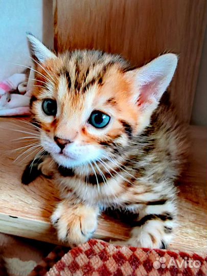 Бенгальские котята
