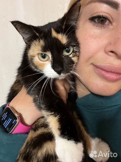 Ласковая кошка инвалид