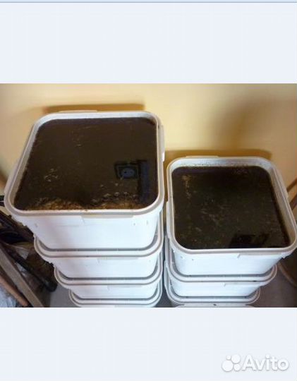 Мед оптом. Мед гречишный