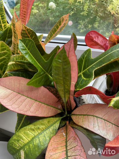 Комнатные растения кротон 4 вида