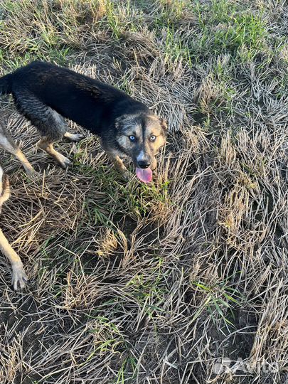 Восточноевропейская овчарка