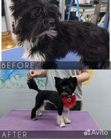 Помощник грумера