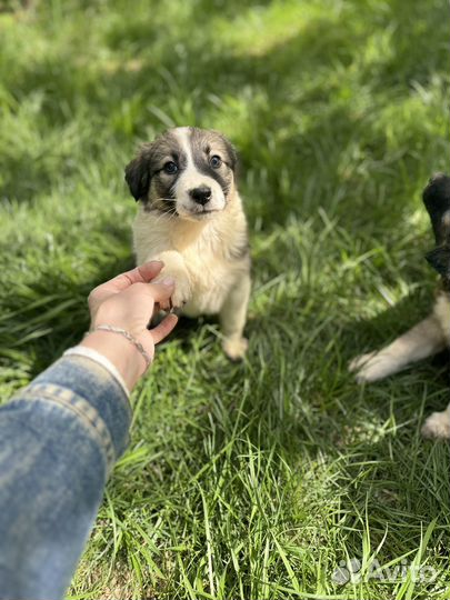 Малышка 1,5 мес доставка бесплатно по области