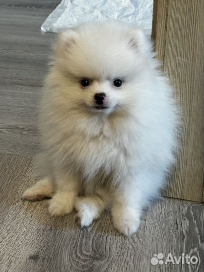 Померанский шпиц