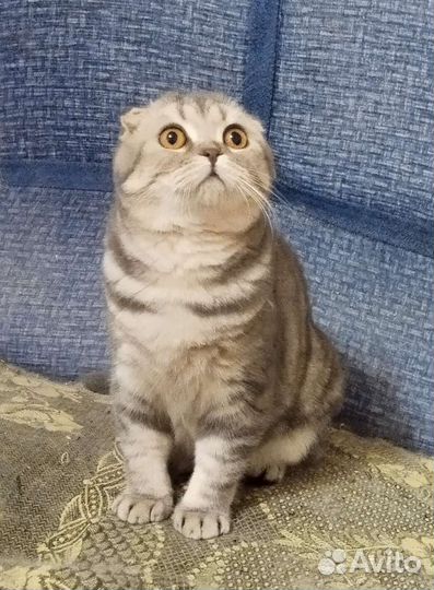 Шотландский вислоухий кот. Вязка