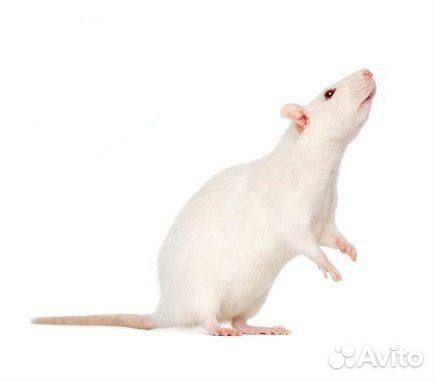 Живой корм Крыса взрослая