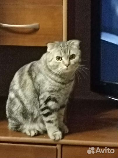 Шотландский вислоухий кот бесплатно