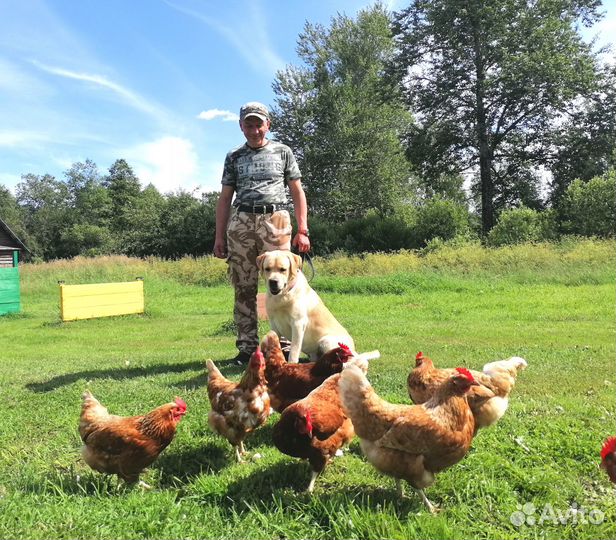 Дрессировка собак Дрессировка с проживаниеми