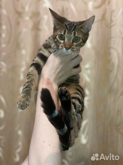 Котята абикун